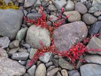 Zierliche rote Kriechpflanze im Kies
